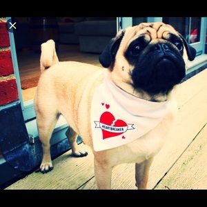 My dogs are so cute so so cute I love them so much